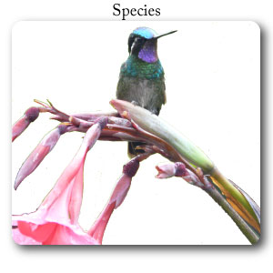 IB environmental science, species, hummingbird